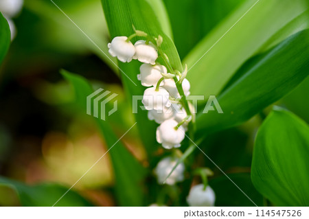 White lily of the valley White lily of the valley 114547526