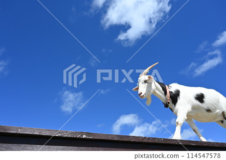 Goat running in the blue sky Goat running in the blue sky 114547578