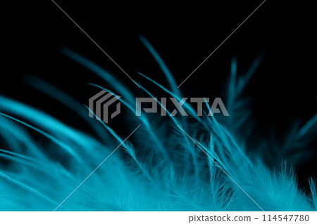 White texture abstract on black background, bird feather  114547780