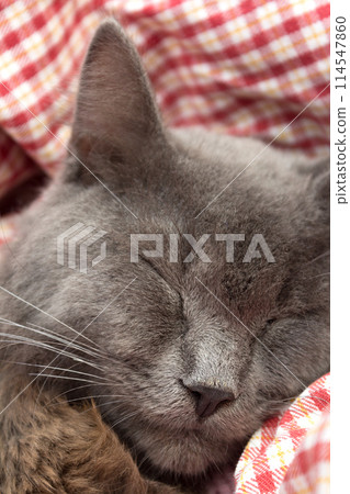 Gray kitten sleeping sweetly on back, paws folded on chest 114547860