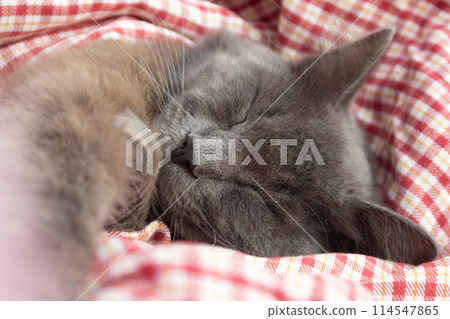 Gray kitten sleeping sweetly on back, stretched out paw 114547865