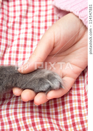 Fluffy gray kitten paw in the women's palm, hand Fluffy gray kitten paw in the women's palm, hand 114547881