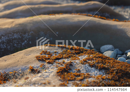 Some red moss on stone surface closeup Some red moss on stone surface closeup 114547984