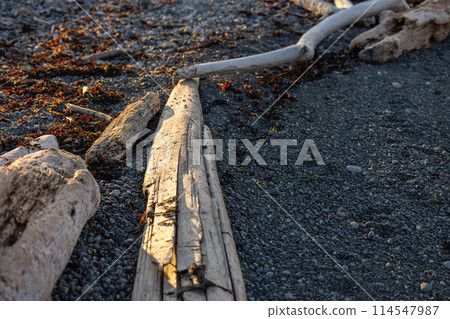 Large driftwood resting on mossy riverbank 114547987
