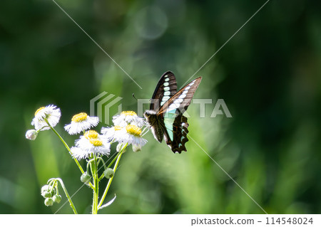A blue swallowtail butterfly is happy with nectar 114548024