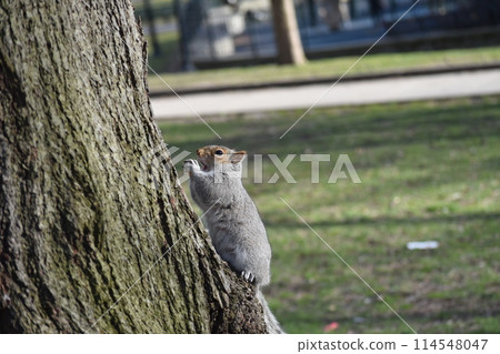 Squirrel for eating walnuts Squirrel for eating walnuts 114548047