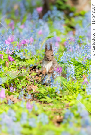Spring with Hokkaido squirrels, dogtooth violets and Corydalis ambiguus blooming 114548197