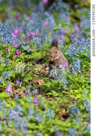 春天，松鼠、片栗、扁柏開花。 114548198