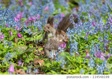 Spring with Hokkaido squirrels, dogtooth violets and Corydalis ambiguus blooming 114548199