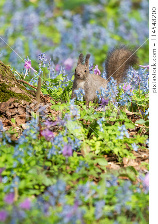 Spring with Hokkaido squirrels, dogtooth violets and Corydalis ambiguus blooming Spring with Hokkaido squirrels, dogtooth violets and Corydalis ambiguus blooming 114548200