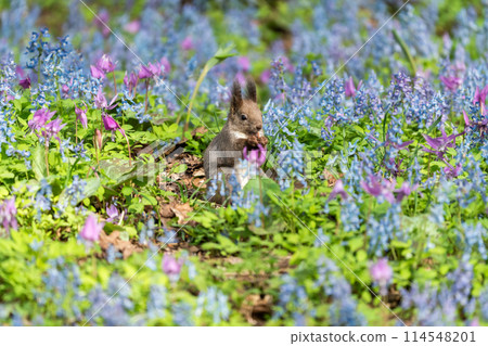 春天，松鼠、片栗、扁柏開花。 114548201