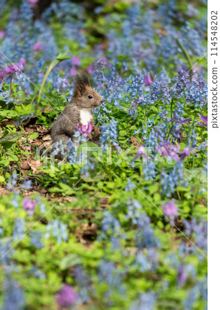 春天，松鼠、片栗、扁柏開花。 114548202
