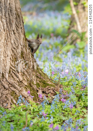 Spring with Hokkaido squirrels, dogtooth violets and Corydalis ambiguus blooming 114548205