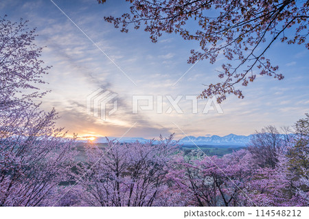 美山峠的春天來臨了 114548212