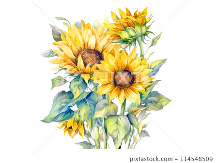 夏天的向日葵畫水彩 夏天的向日葵畫水彩 114548509