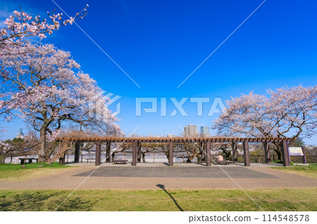 Spring at Sendai Castle Ruins, Ninomaru Square, Sendai City, Miyagi Prefecture 114548578