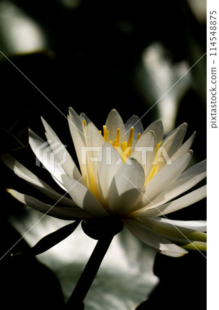 Water lilies floating in the night Water lilies floating in the night 114548875