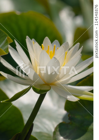 White Lotus Flower White Lotus Flower 114548876