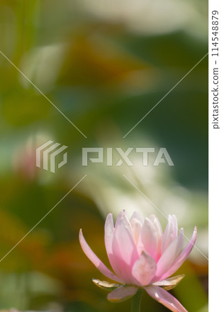 Beautiful pink water lily 114548879
