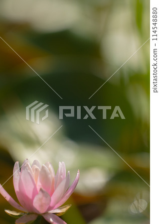 Beautiful pink water lily 114548880