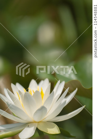 White water lily flower White water lily flower 114548881