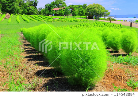 Fresh green kochia at Umami Hill Park (Kitakatsuragi District, Nara Prefecture) Fresh green kochia at Umami Hill Park (Kitakatsuragi District, Nara Prefecture) 114548894