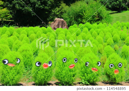 Fresh green kochia at Umami Hill Park (Kitakatsuragi District, Nara Prefecture) Fresh green kochia at Umami Hill Park (Kitakatsuragi District, Nara Prefecture) 114548895