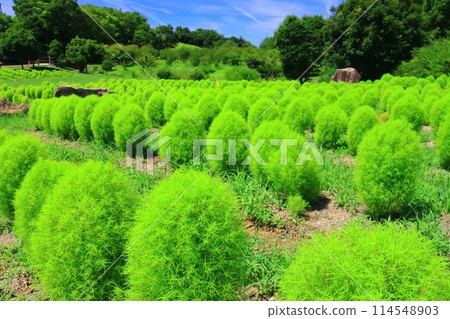 鮮綠地膚公園（奈良縣北勝城郡） 114548903