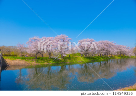 Cherry blossoms in full bloom reflected on the surface of the water 114549336