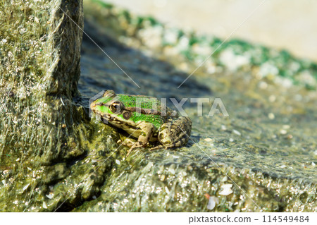Green sea frog on stone 114549484
