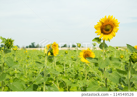 Beautiful sunflowers on the background Field 114549526