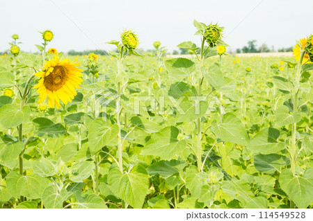 Beautiful sunflowers on the background Field Beautiful sunflowers on the background Field 114549528