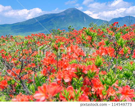 盛開的霧峰蓮月杜鵑花和蓼科山 盛開的霧峰蓮月杜鵑花和蓼科山 114549773
