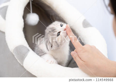 蘇格蘭折耳貓小貓舔女人的手指 114549988