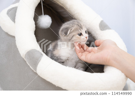 Woman's hand stroking a Scottish Fold kitten Woman's hand stroking a Scottish Fold kitten 114549990