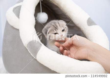 Woman's hand stroking a Scottish Fold kitten 114549992