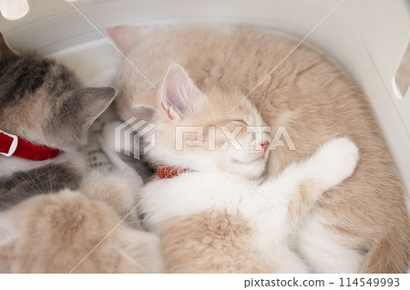 Scottish fold kitten sleeping in a carrier bag Scottish fold kitten sleeping in a carrier bag 114549993