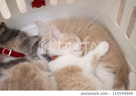 睡在手提袋裡的蘇格蘭折耳貓小貓 114549994