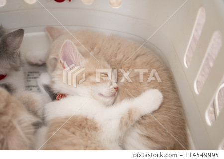 Scottish fold kitten sleeping in a carrier bag Scottish fold kitten sleeping in a carrier bag 114549995