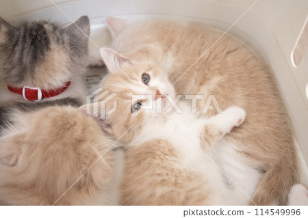 Scottish fold kitten sleeping in a carrier bag 114549996