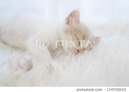 Scottish Fold kitten sleeping 114550010