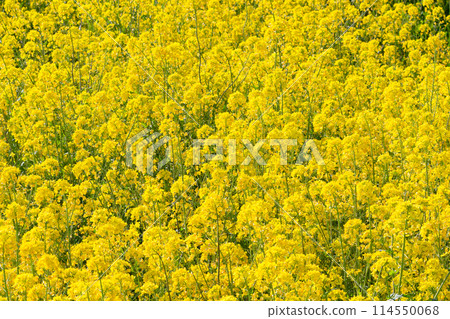 黃色油菜地毯01 114550068