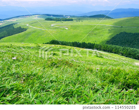 Kirigamine grassland and Venus Line in July Kirigamine grassland and Venus Line in July 114550285