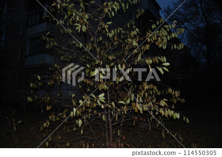 A young, slender tree with fading leaves.In the center is a young, slender tree with spreading branches. A young, slender tree with fading leaves.In the center is a young, slender tree with spreading branches. 114550305