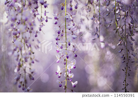 下垂的紫藤花被陽光照亮 下垂的紫藤花被陽光照亮 114550391