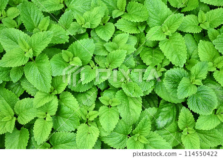 Perennial herbaceous plant in the mint family - Lemon balm, Melissa in the garden bed 114550422