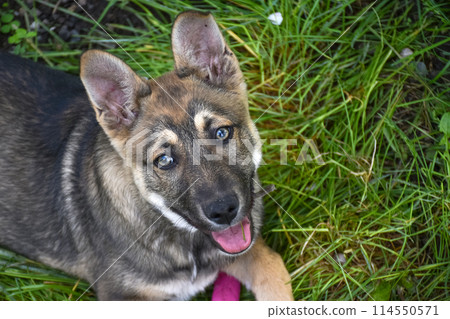 A young puppy plays in the spring garden plot and beds 114550571