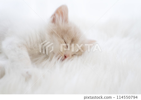 Scottish Fold kitten sleeping Scottish Fold kitten sleeping 114550794