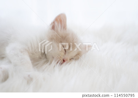 Scottish Fold kitten sleeping Scottish Fold kitten sleeping 114550795
