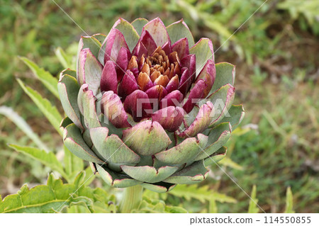 Artichoke growing in a field - detail of bloom Artichoke growing in a field - detail of bloom 114550855